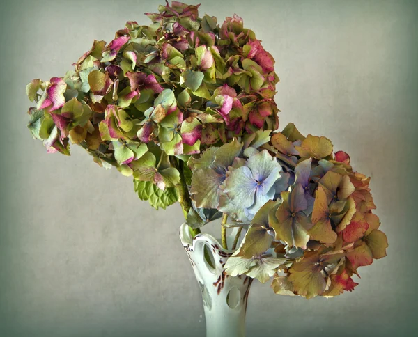 Flores secas de hortênsia em vaso — Fotografia de Stock