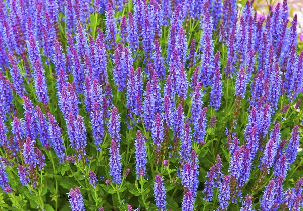 Mavi adaçayı Bahçe