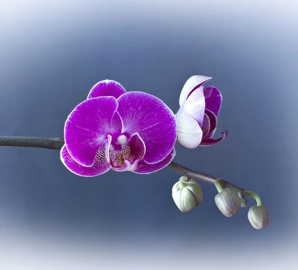 Hermosa rama de orquídea púrpura —  Fotos de Stock