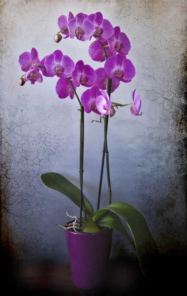 Espléndido espécimen de orquídea floreciente en jarrón —  Fotos de Stock