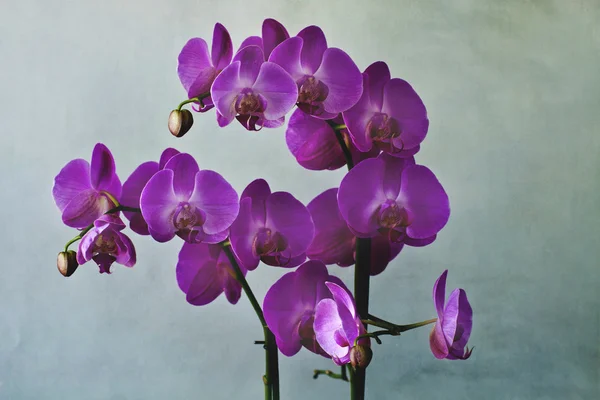 Primer plano de flores de orquídea púrpura —  Fotos de Stock