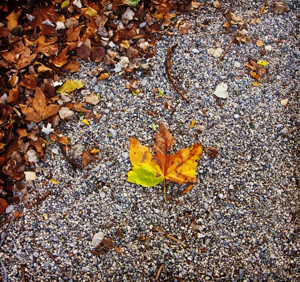 Folha de bordo com cores de outono no chão — Fotografia de Stock
