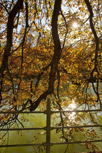 Munique, árvore com folhas douradas ao longo do calçadão do rio Isar em aut — Fotografia de Stock