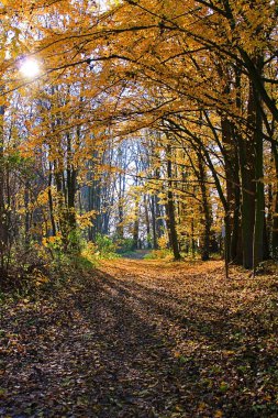 Autun zaman, arka plan ışığı Bayern ormanda