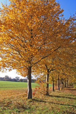 Bayern sonbahar zamanında ağaçlar arasında yol