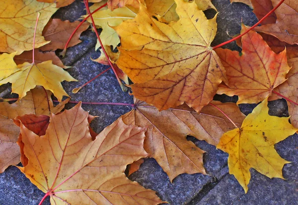 Folhas caídas no outono — Fotografia de Stock