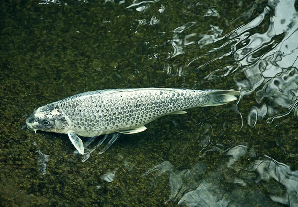 Silver ornamental fish — Stock Photo, Image