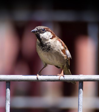 küçük serçe yakın çekim