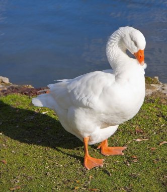 Gölde kötülük beyaz kaz