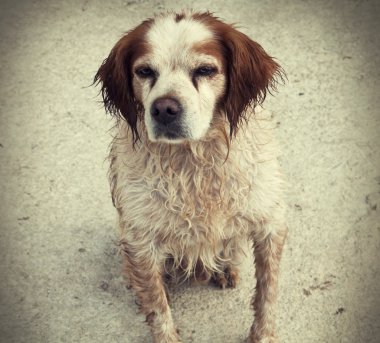 Terk edilmiş yavru köpek
