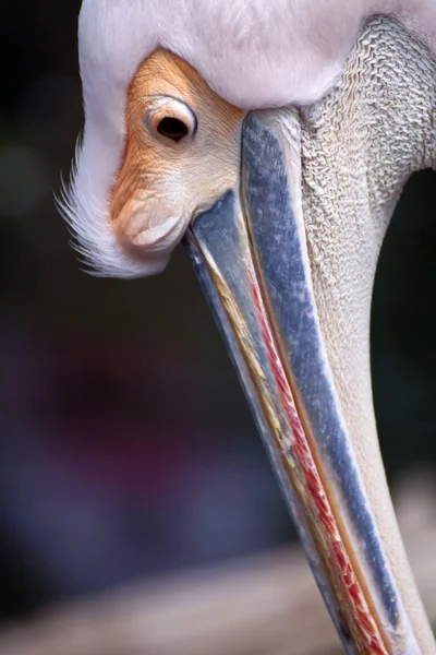 Pelican primo piano — Foto Stock