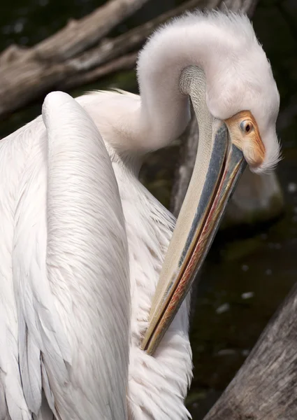 Putsar pelican närbild — Stockfoto