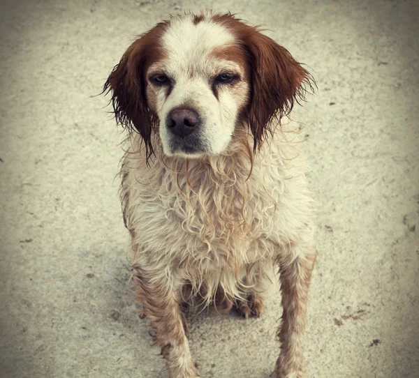 Perro cachorro abandonado — Foto de Stock