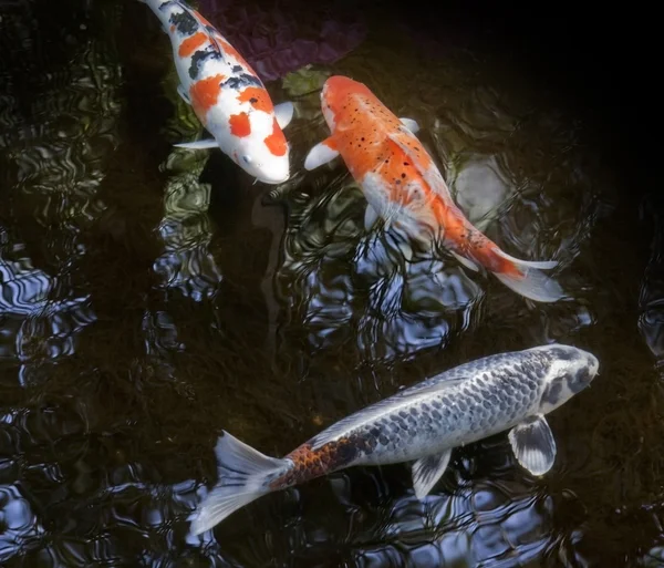 Peces ornamentales nadando en un estanque Imagen de stock