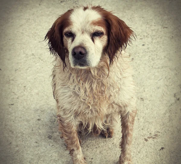 Perro cachorro abandonado Imagen de archivo