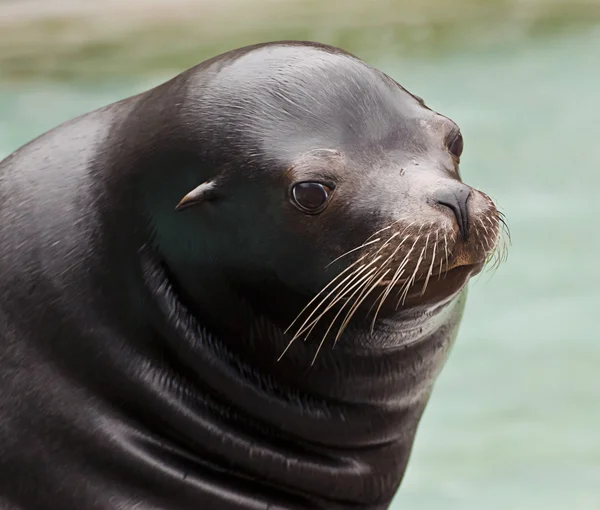 Young sea lion — Stock Photo, Image