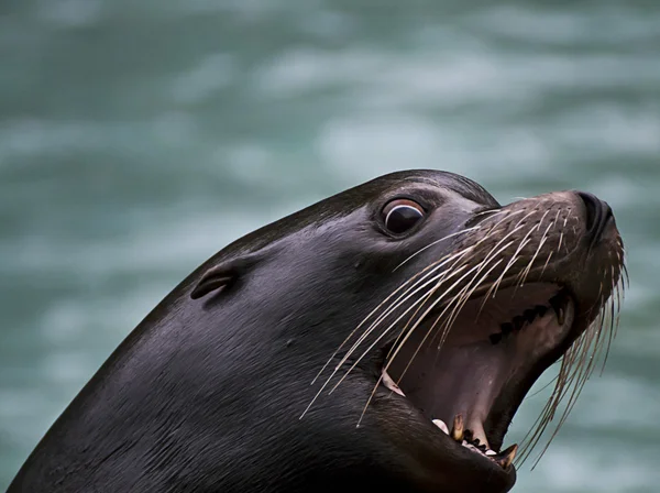 Barking sea lion head — Stock Photo, Image