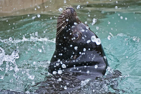 Sea lion head rising from water — Stock Photo, Image