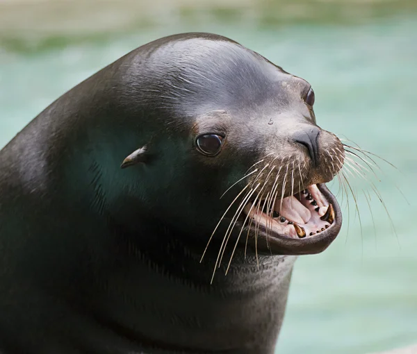 Cute sea lion barking — Stock Photo, Image