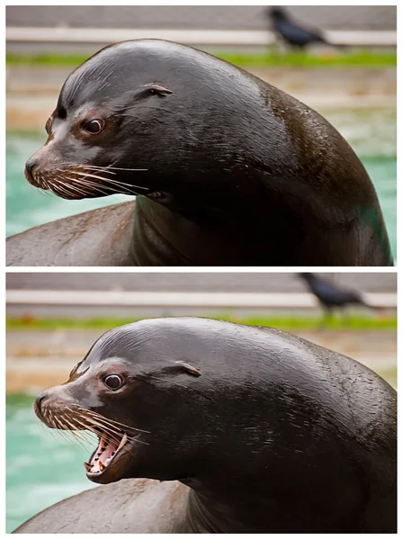 Collage of two sea lion portraits — Stock Photo, Image