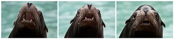 Collage of three portraits  barking sea lion — Stock Photo, Image