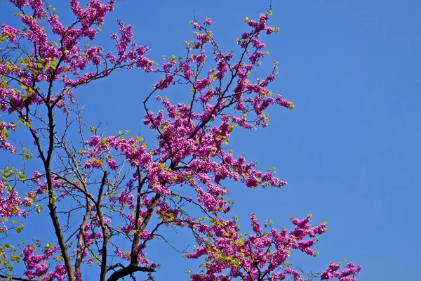 Triest, Italien - Judasbaum blüht vor blauem Himmel — Stockfoto