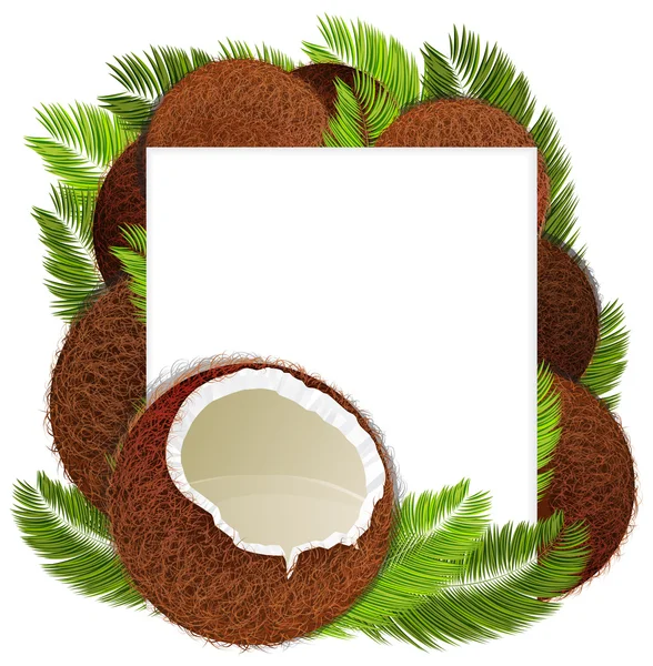 Coconuts — Stock Vector