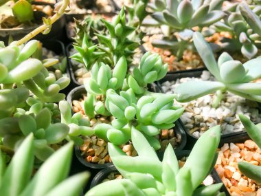 Sedum sp. Saksıda, Bahçede Succulent, Kaktüs, Kaktüs, Kaktaceae, Ağaç, Kuraklık dayanıklı bitki.