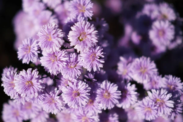 Close-up of Purple margaret flowers is blooming in the garden with sunlight. Violet margaret flowers field.