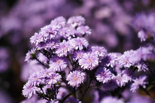 Close-up of Purple margaret flowers is blooming in the garden with sunlight. Violet margaret flowers field.