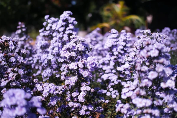 보라색 마가렛 사진이 햇빛을 정원에서 바이올렛 마가레트 — 스톡 사진