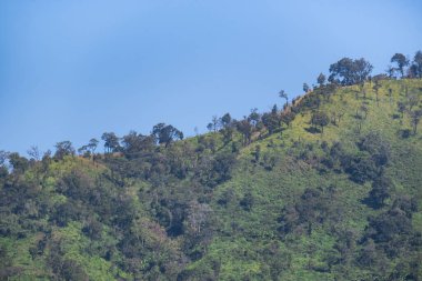 Doi Chang 'deki Dağ Ormanı, Chiang Rai, Tayland.