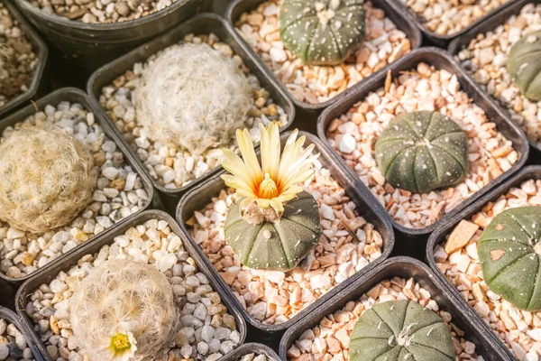 Cactus Flowers Astrophytum Asterias Yellow Flower Blooming Pot Succulent Cacti — Fotografia de Stock