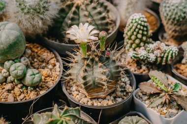 Kaktüs çiçeklerinin en üst görüntüsü, beyaz çiçekli Gymnocalycium mihanovichii ot, succulent, Cacti, Cactaceae, Tree, Kuraklığa dayanıklı bitki.