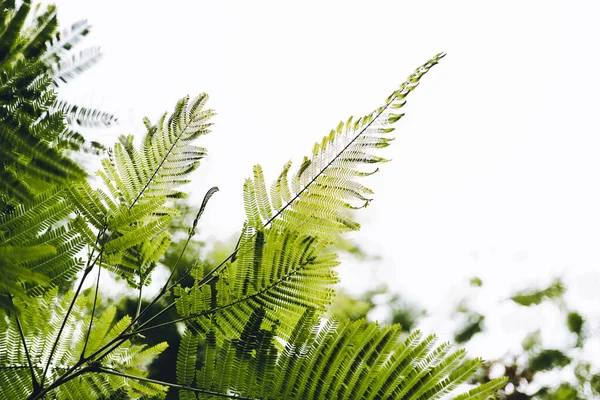 Primer Plano Hojas Del Árbol Llama Delonix Regia Hook Raf —  Fotos de Stock