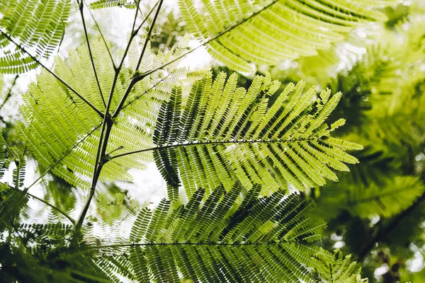 Lángfa Leveleinek Közelsége Delonix Regia Hook Raf Zöld Levél Háttér — Stock Fotó