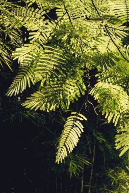 Alev Ağacı Yaprakları 'nın (Delonix regia (Kanca) yakın çekimi. Raf.) Yeşil yaprak arka plan konsepti. Doğal çevre duvar kağıdı.
