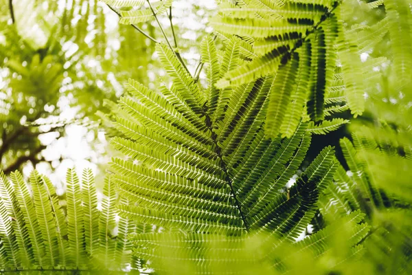 炎の木の葉のクローズアップ Delonix Regia 緑の葉の背景概念 自然環境 Alliphonewallpapers Net — ストック写真