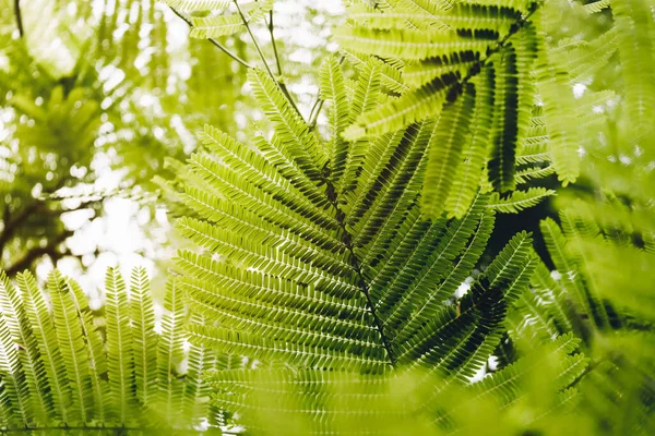 Close Van Bladeren Van Vlamboom Delonix Regia Haak Raf Groene — Stockfoto