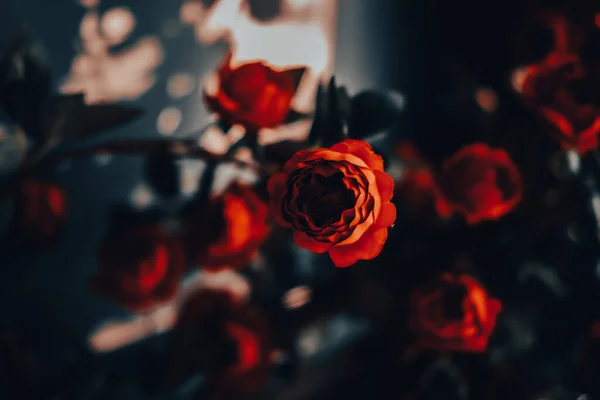 Rote Rosenblüten Mit Sonnenlicht Vintage Stil Valentinstag Konzept — Stockfoto