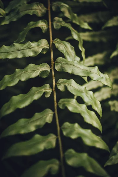 植物園でのドリュナリアのケシフォリアの葉のクローズアップ ムーディートーン — ストック写真