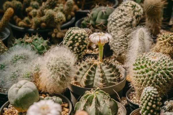 ดอกไม แคคท มนาสต กสปาย ดอกไม ขาวก งบานอย บนหม หอม Cacti — ภาพถ่ายสต็อก