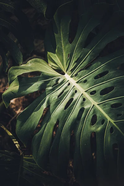 Bahçedeki Monstera Deliciosa Yaprağının Yakın Çekimi Botanik Teki Tropikal Orman — Stok fotoğraf