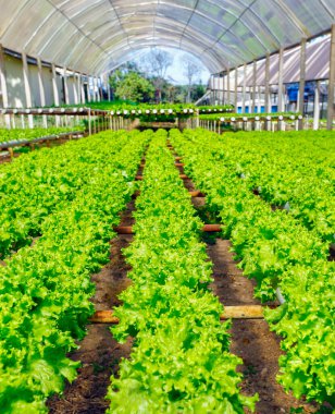 Organik hidroponik sebze yetiştirme çiftliği