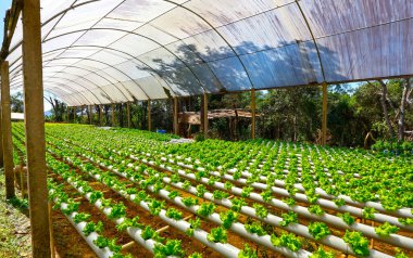 Organik hidroponik sebze yetiştirme çiftliği
