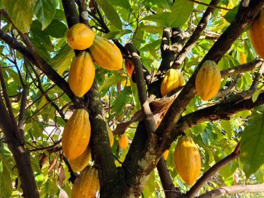 Cocoa fruit hanging on the tree clipart
