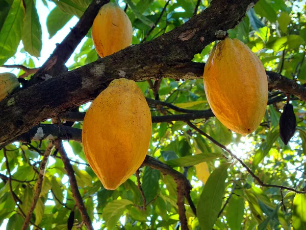 Frutta Cacao Appesa All Albero — Foto Stock