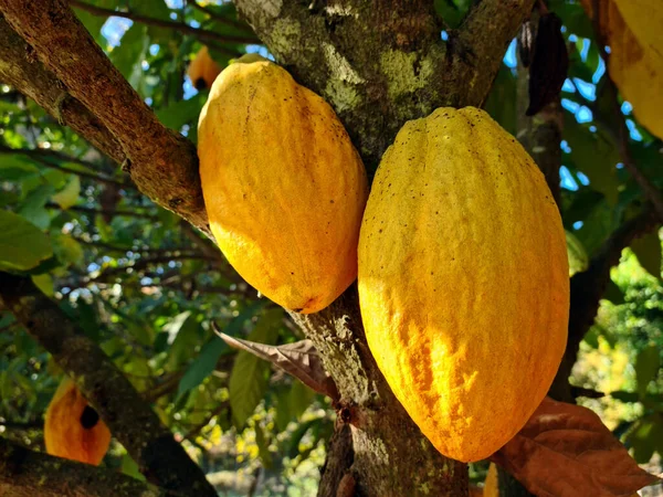 Frutta Cacao Appesa All Albero — Foto Stock