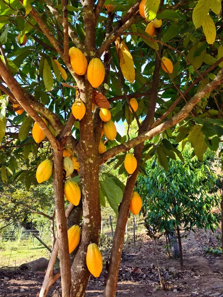 Frutta Cacao Appesa All Albero — Foto Stock