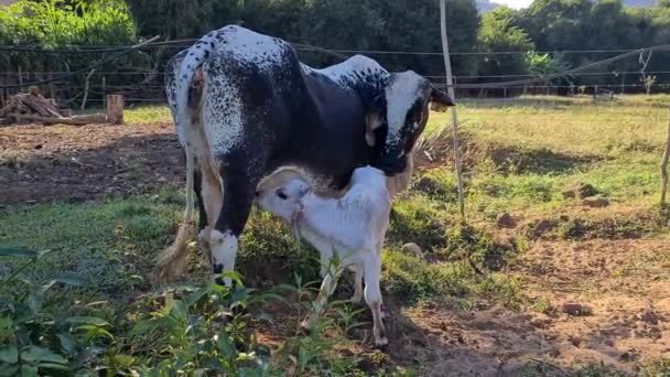 Kuh Füttert Das Kalb Auf Dem Hof — Stockvideo